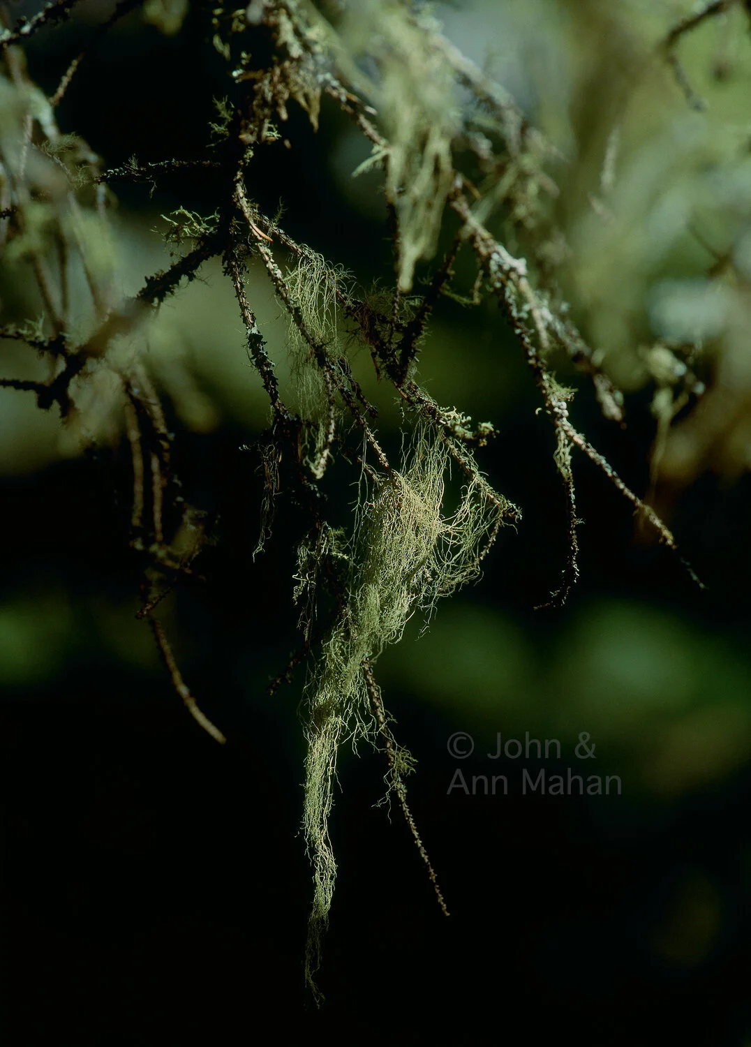 ID_18-2940C Beard Lichen -- Isle Royale