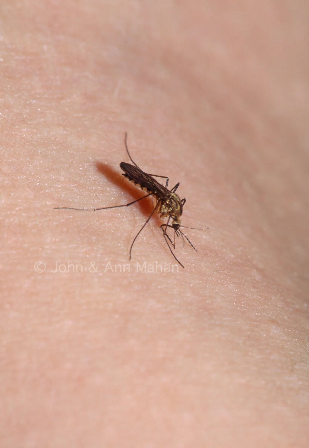 ID_16-5615C   Mosquito on skin