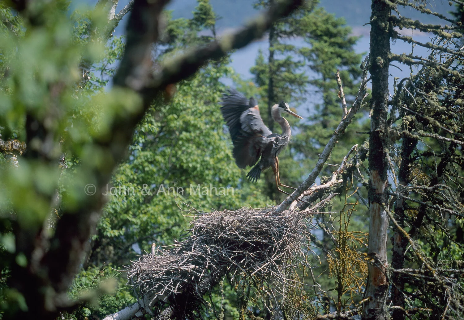 ID_30-5063B  Great Blue Heron on Nest Island -- Lake Superior
