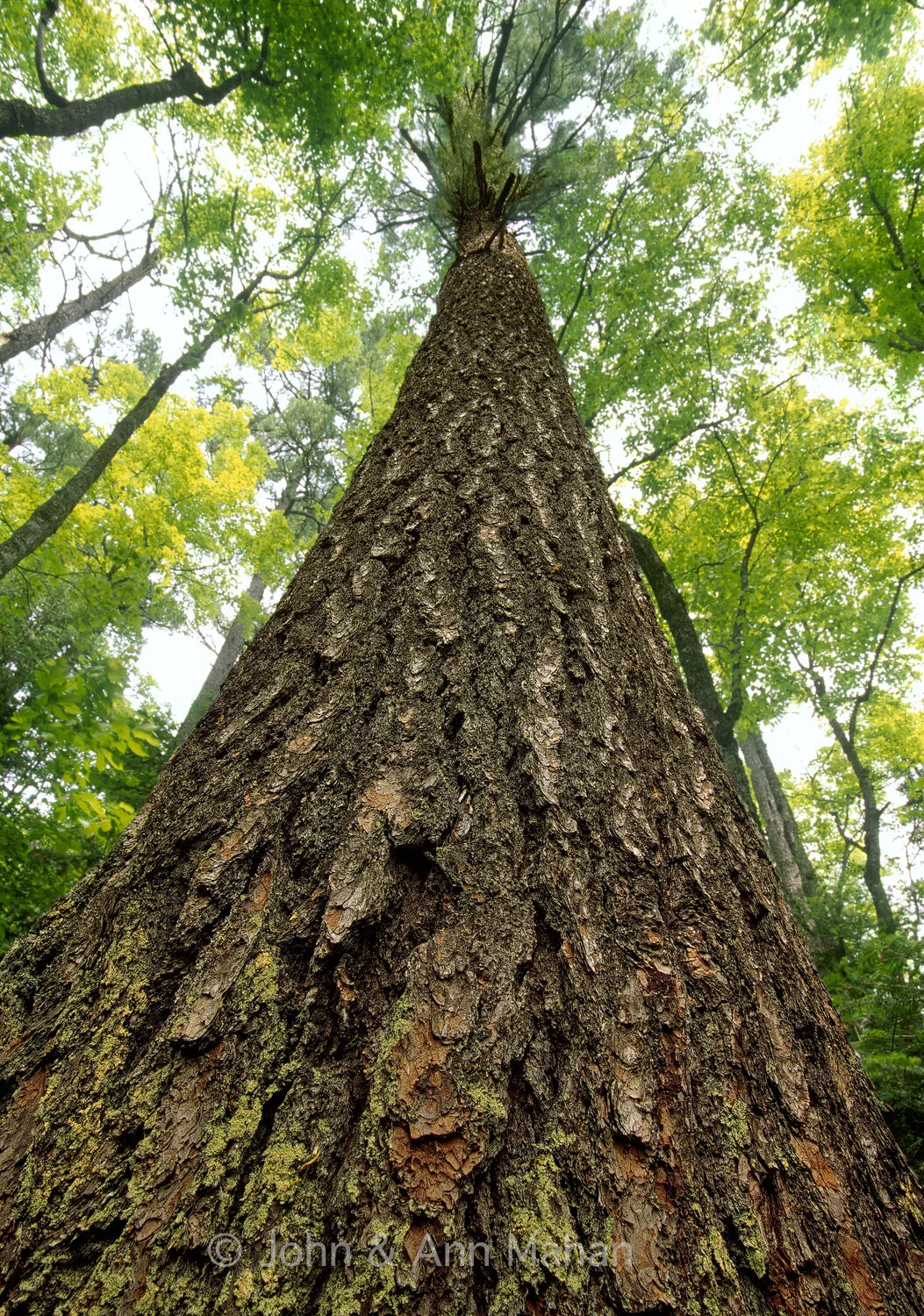ID_38-4950C Virgin White Pine at Estivant Pines near Copper Harbor