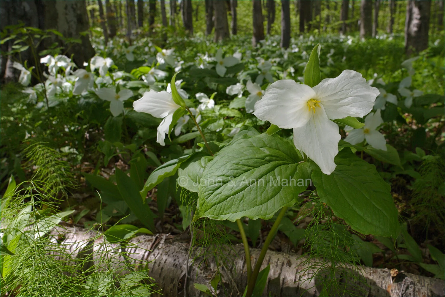 ID_4543C2_05  Trilliums -- Pictured Rocks National Lakeshore