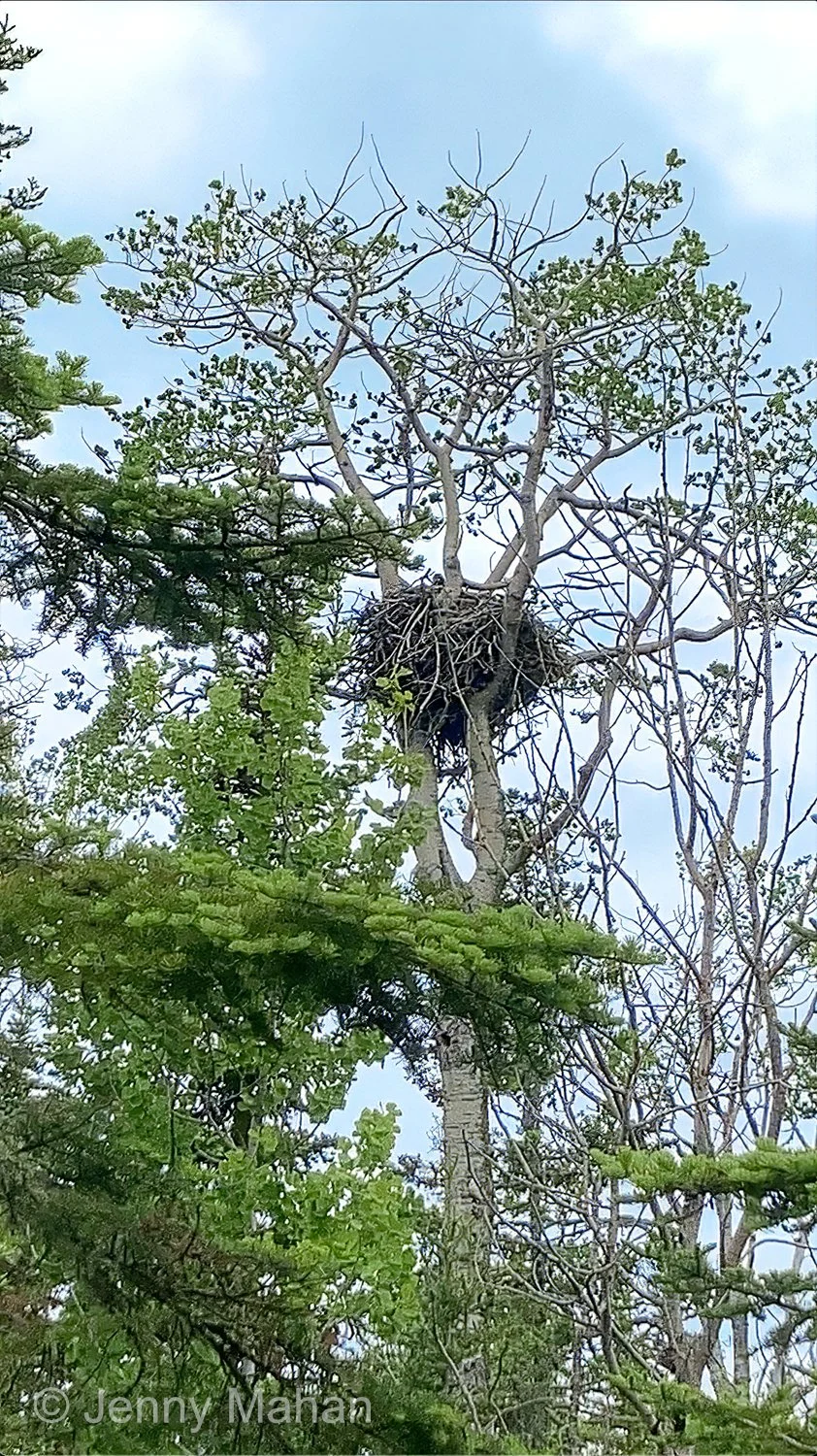 Eagle Nest (with Eaglets), near Scoville Point