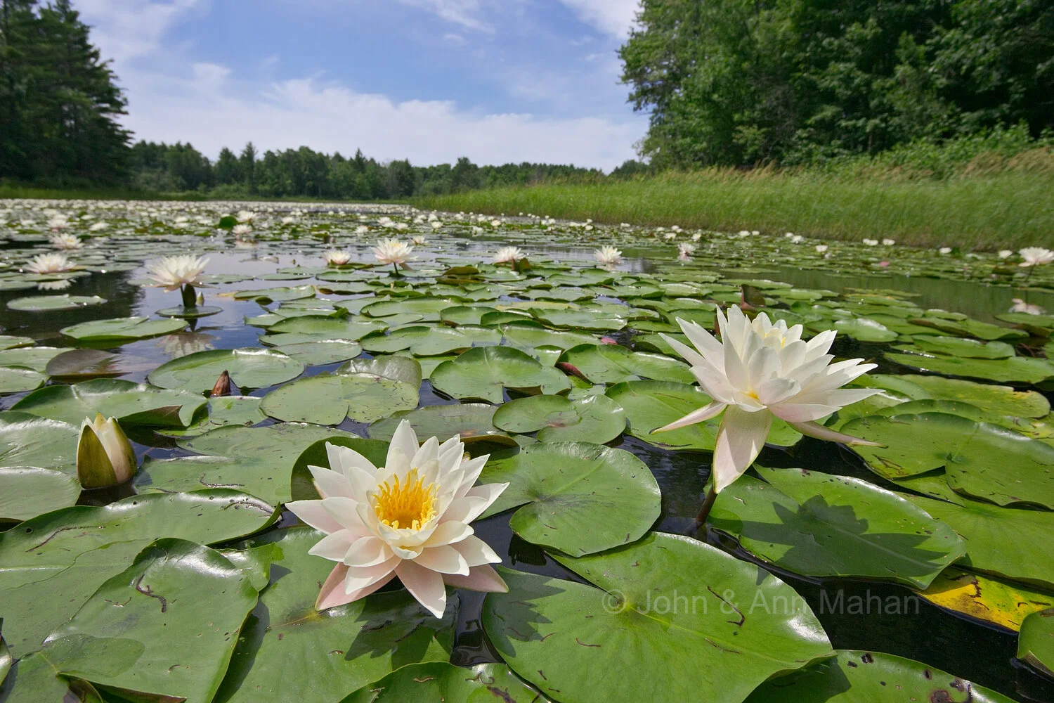 ID_5986C2_05  Water Lilies -- Northern Lower Michigan