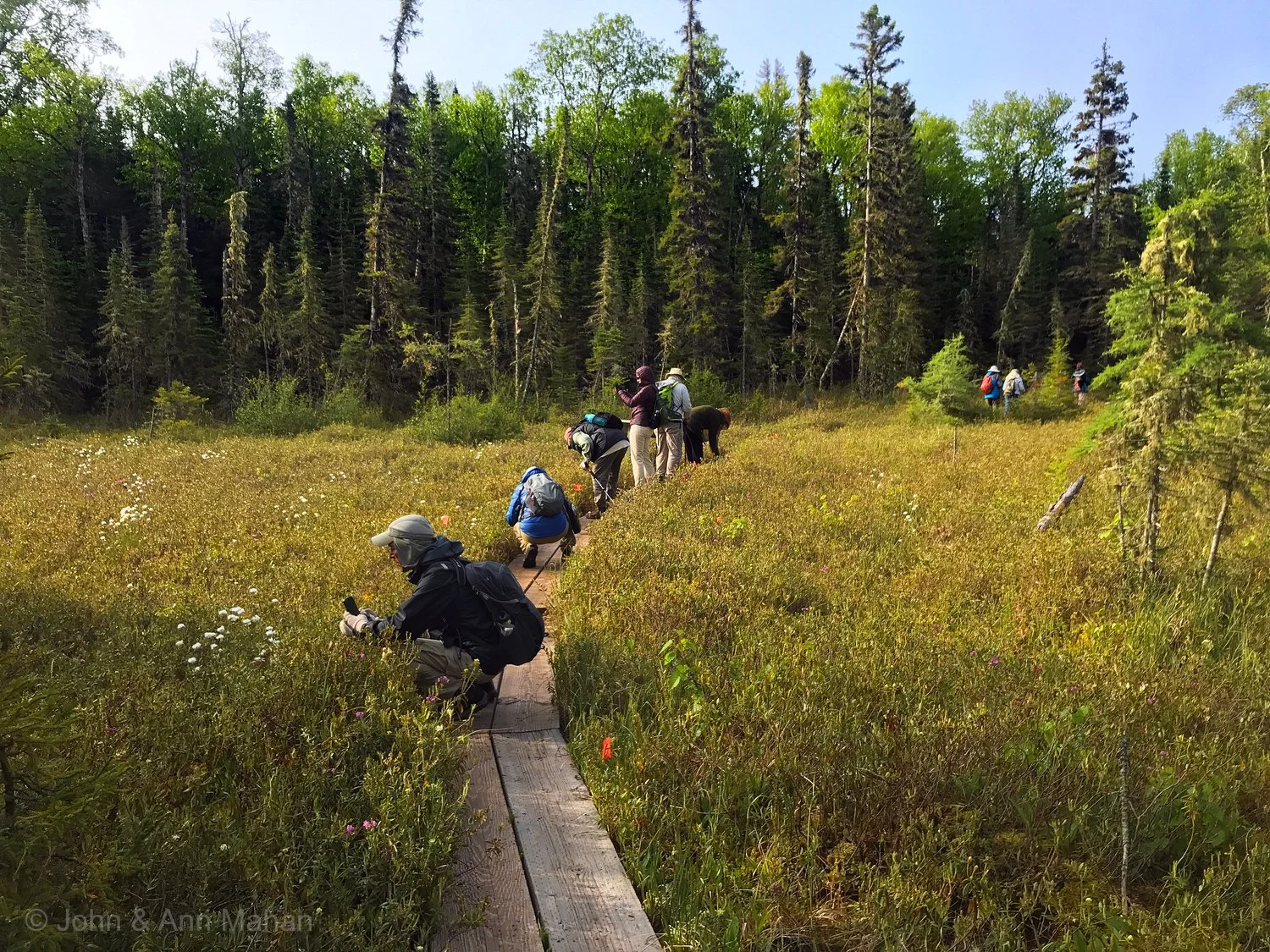 Raspberry Island Bog