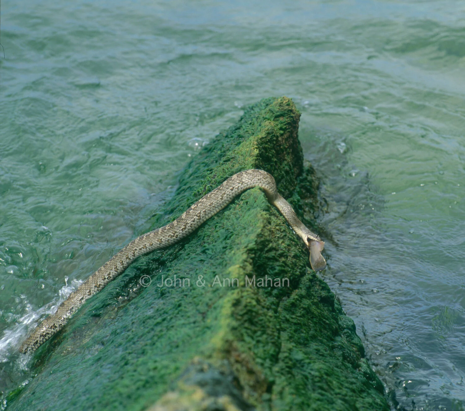ID_14-4696C Lake Erie Water Snake with Fish -- Kelleys Island