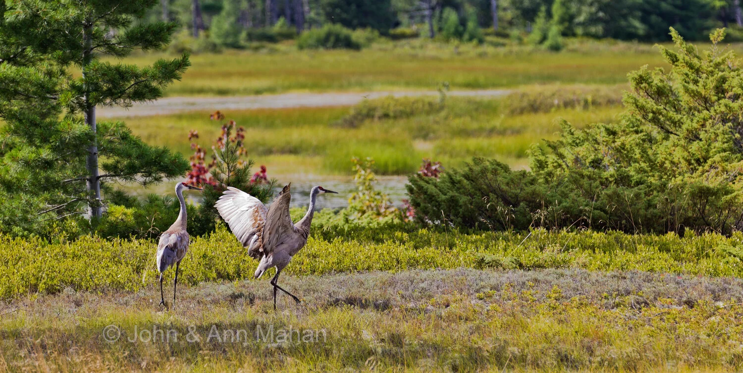 ID_6365C9_11   Sandhill Cranes on Stockton Island -- Apostle Islands