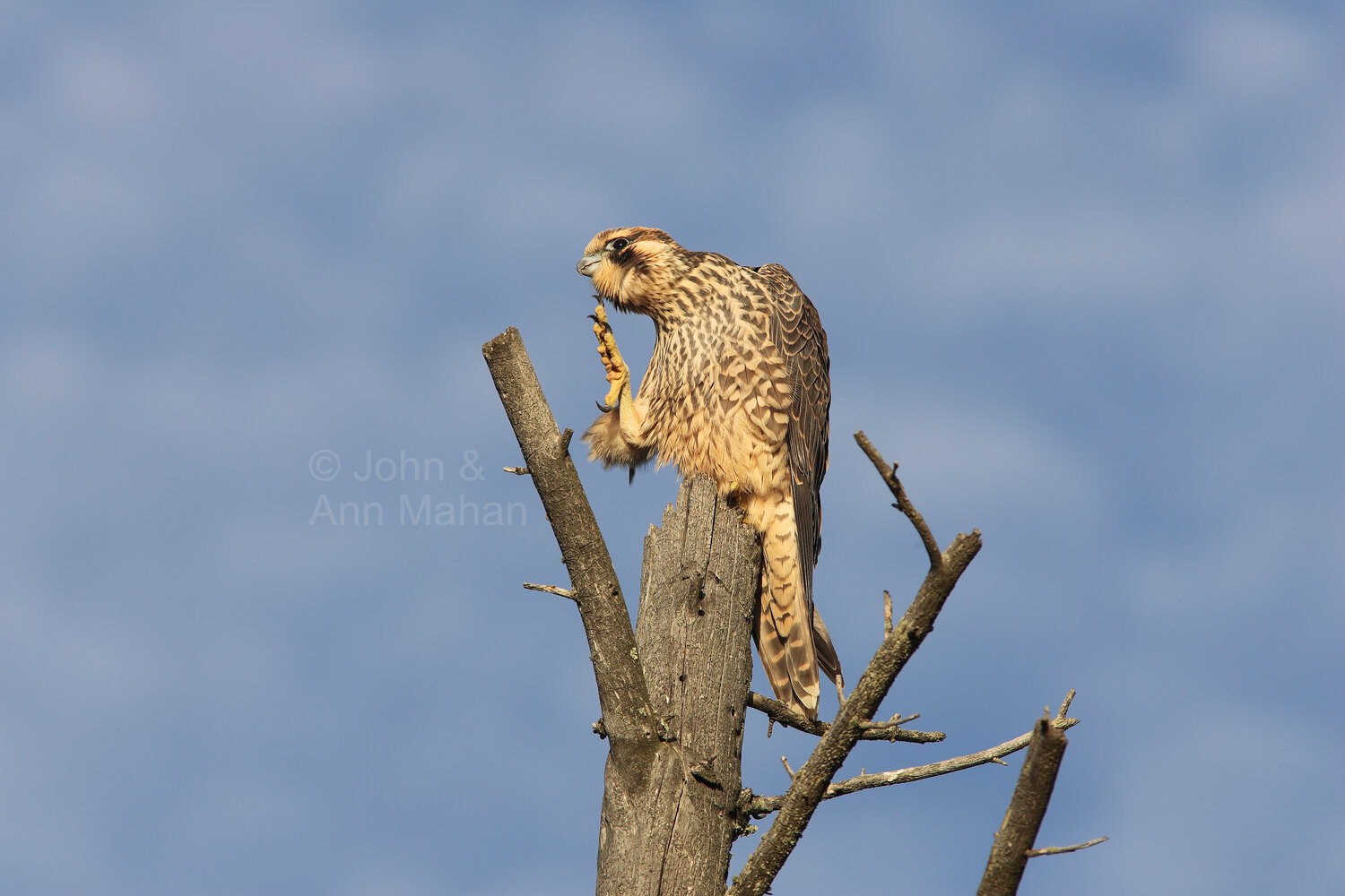 ID_8728C2_04 Hawk on Outer Island during fall migration -- Apostle Islands