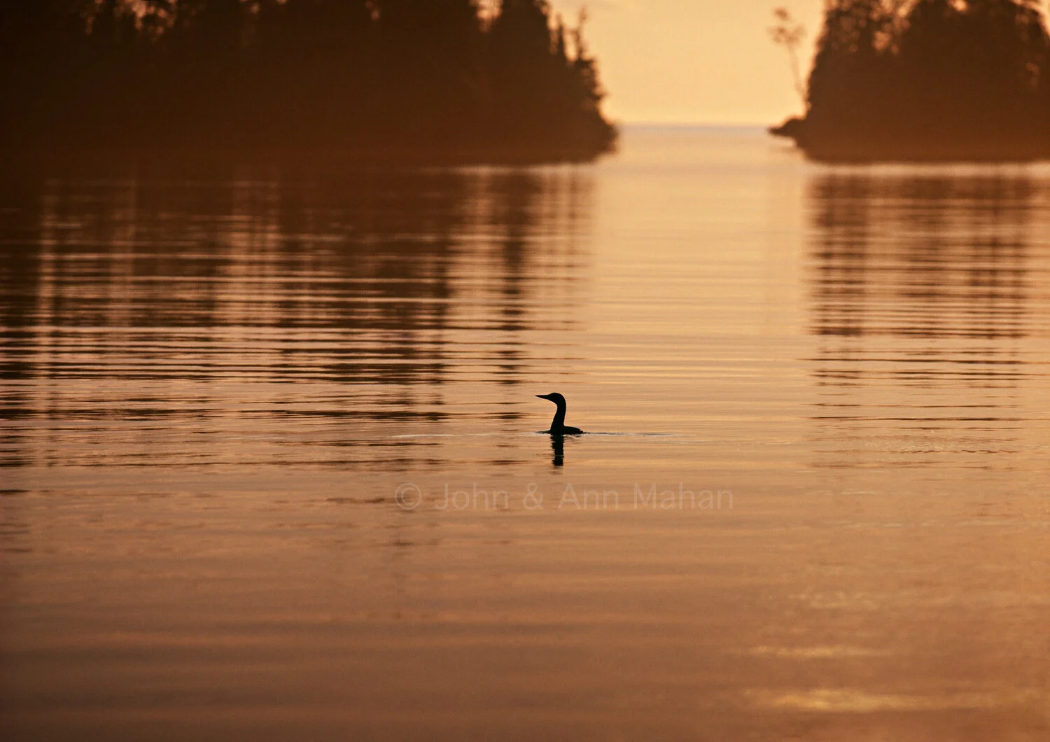 ID_6-1849C Loon in Duncan Bay Narrows at Sunrise -- Isle Royale