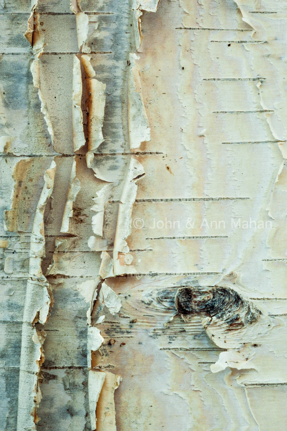 ID_20-5872C White Birch Bark -- Northern Lower Michigan