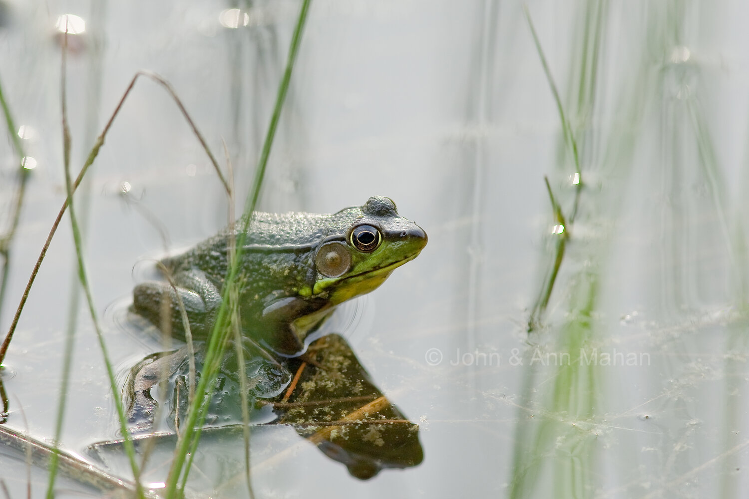 ID_0596C3_07 Frog -- Northern Lower Michigan