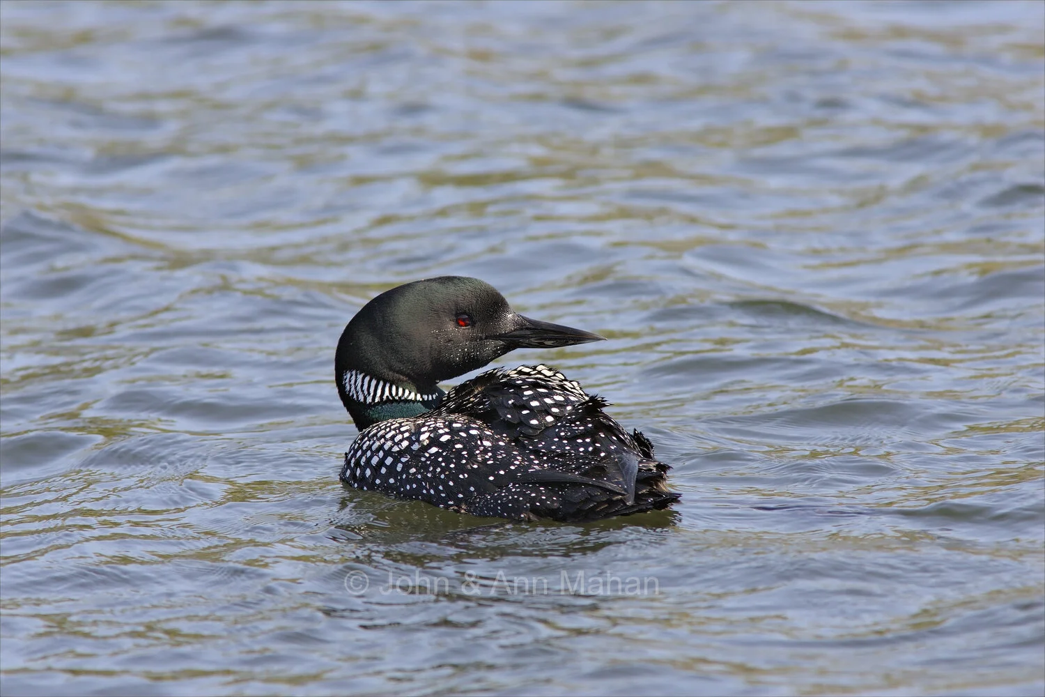 ID_2788C2_07  Loon at McCargoe Cove -- Isle Royale