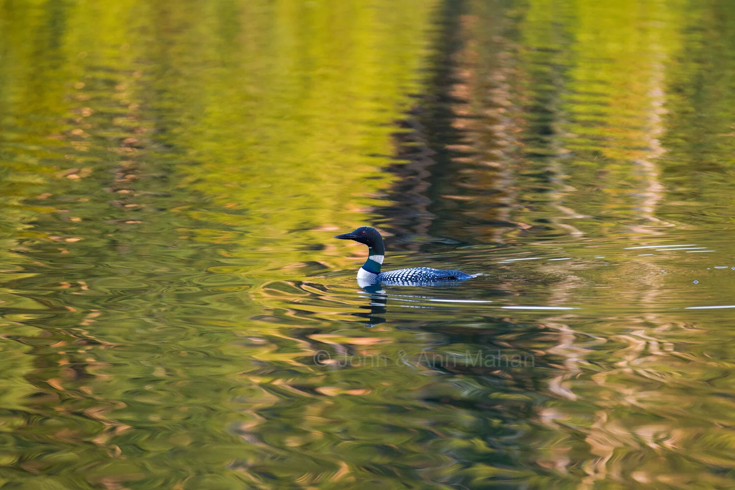 ID_3605C9_11  Loon in Wood Lake Reflections -- Isle Royale