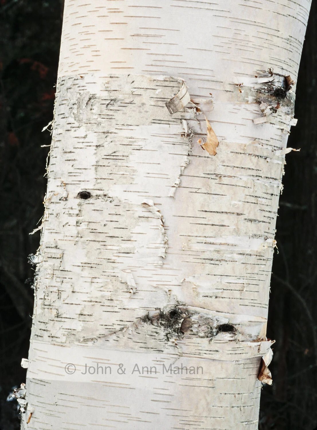 ID_11-5882C  White Birch -- Porcupine Mountains