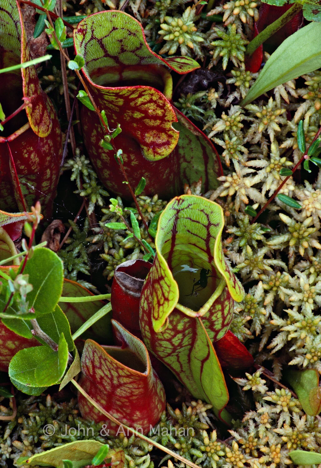 ID_16-1965C Cricket trapped in a Pitcher Plant in a Stockton Island bog -- Apostle Islands