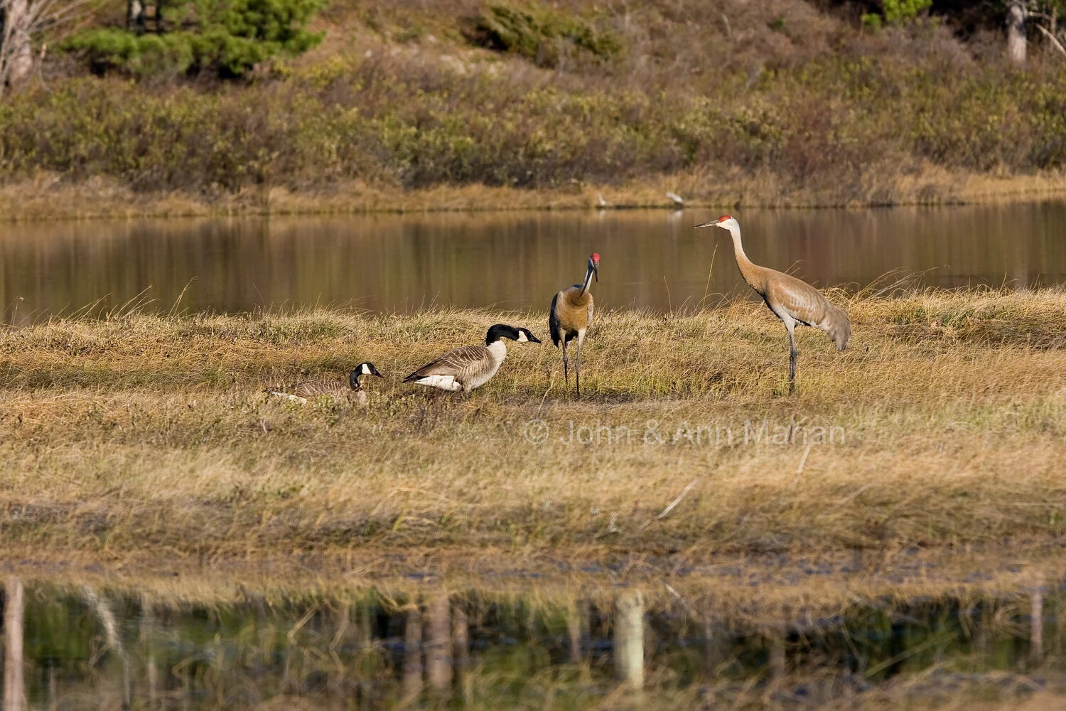 ID_1335C4_08X   Sandhill Cranes and Canada Geese on Stockton Island -- Apostle Islands