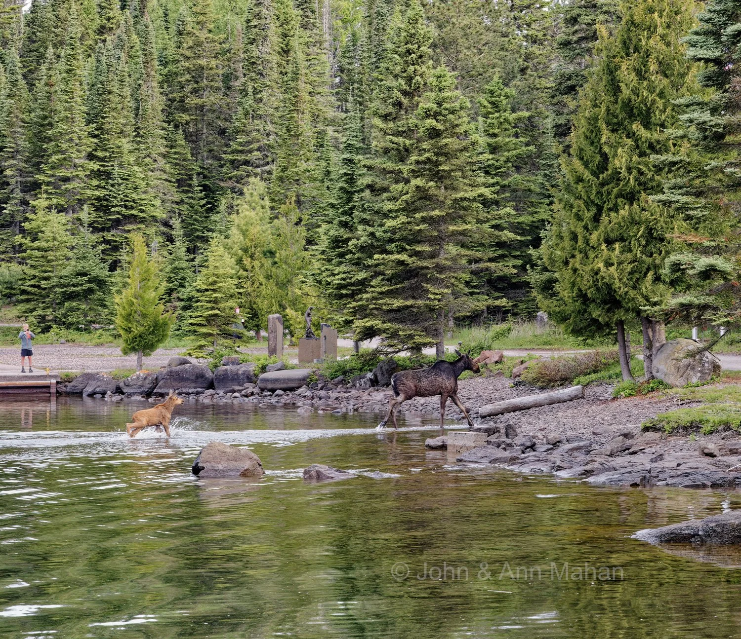Cow and Calf Moose, after swimming across Snug Harbor, at Rock Harbor Lodge
