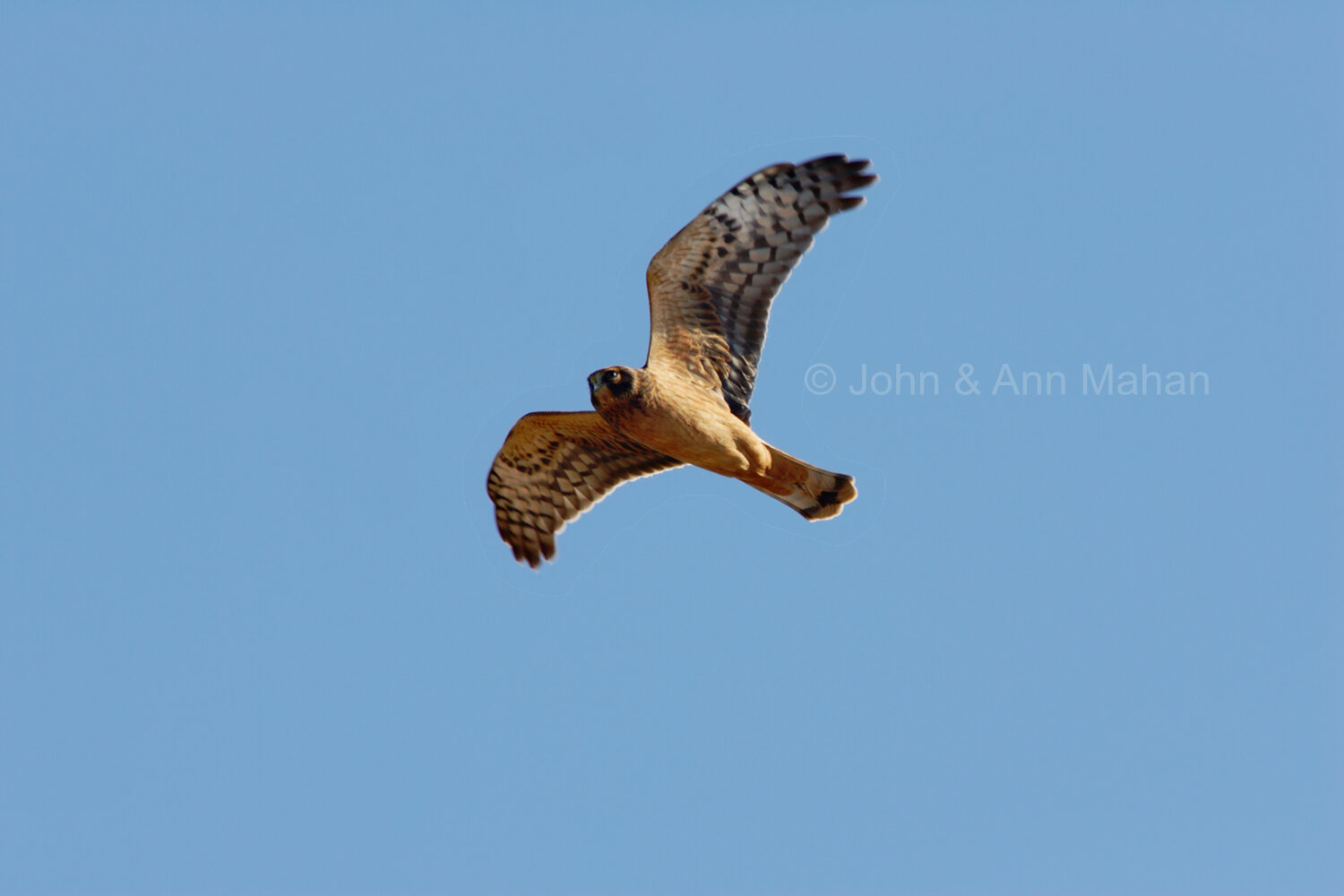 ID_8606C2_04  Marsh Hawk over Outer Island -- Apostle Islands