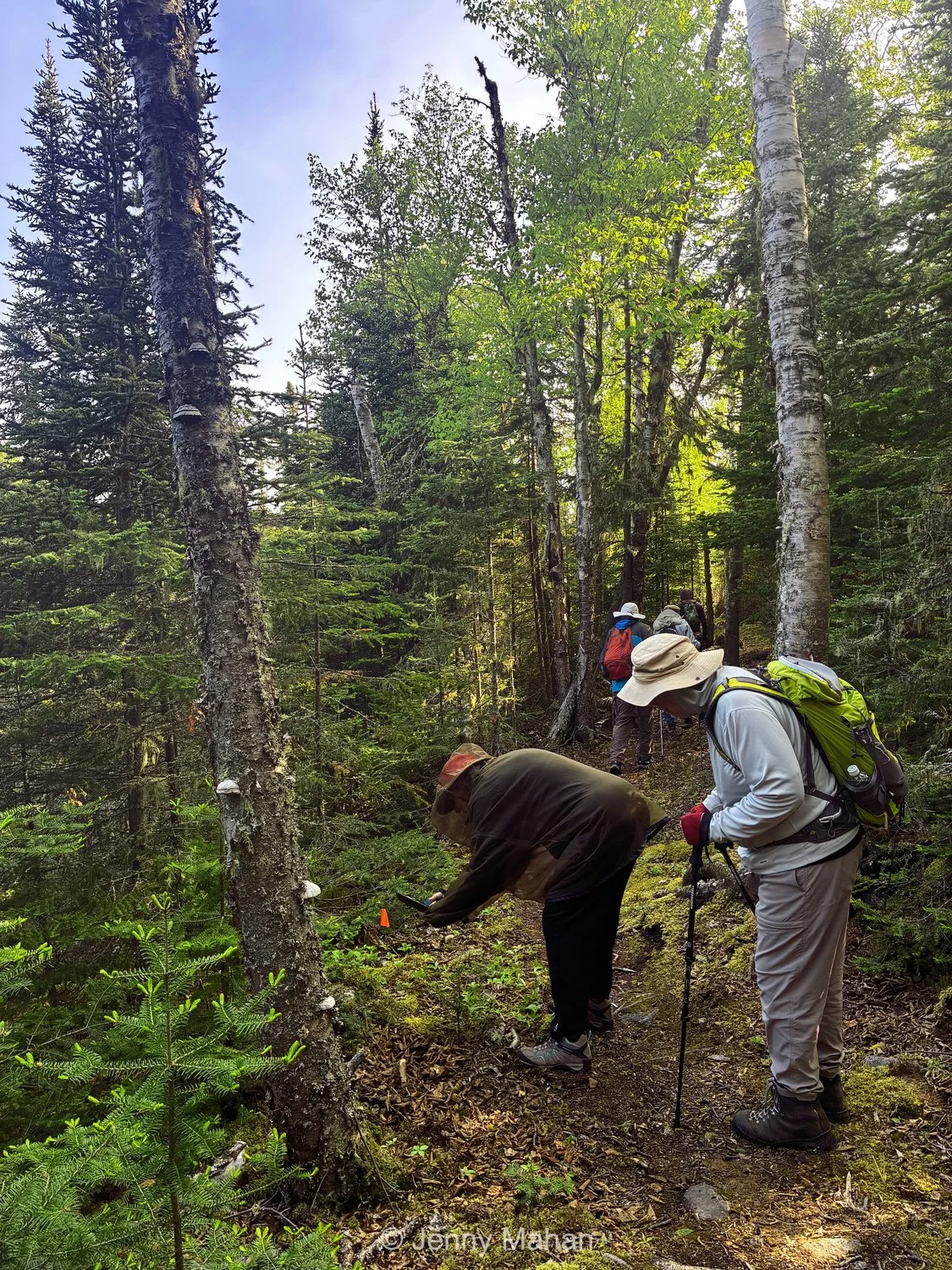Trail through Raspberry Island forest