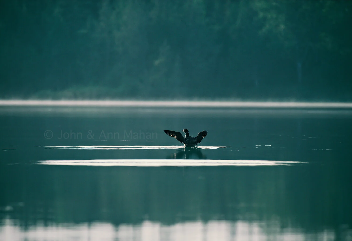ID_13-2175C  Loon in Lake Richie -- Isle Royale