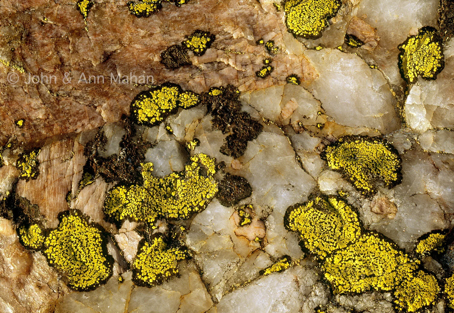 ID_35-5512C Map Lichen on Quartz -- Pukaskwa National Park
