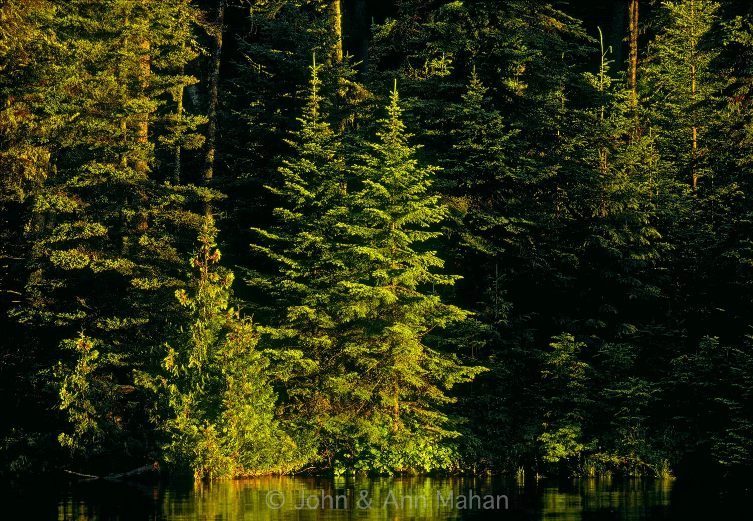 ID_3-1850C  Cedars and Spruces on Duncan Bay -- Isle Royale