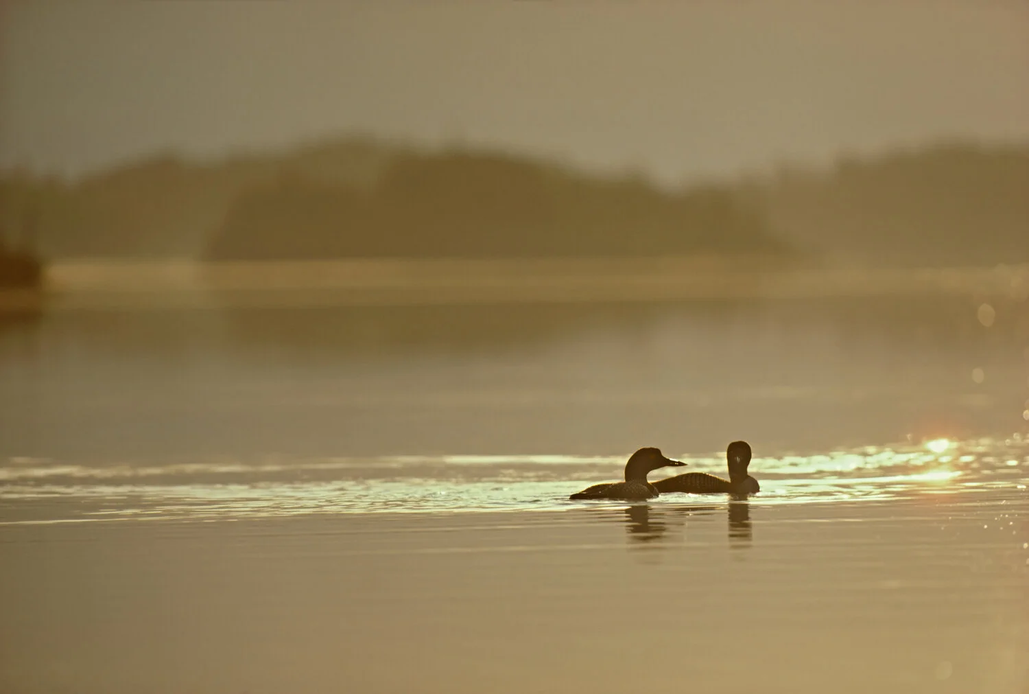 ID_12-2192C Loons in Lake Whittlesey -- Isle Royale
