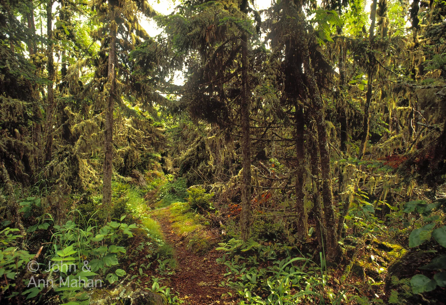 ID_22-1232C   Hiking Trail through Boreal Forest on Passage Island -- Isle Royale