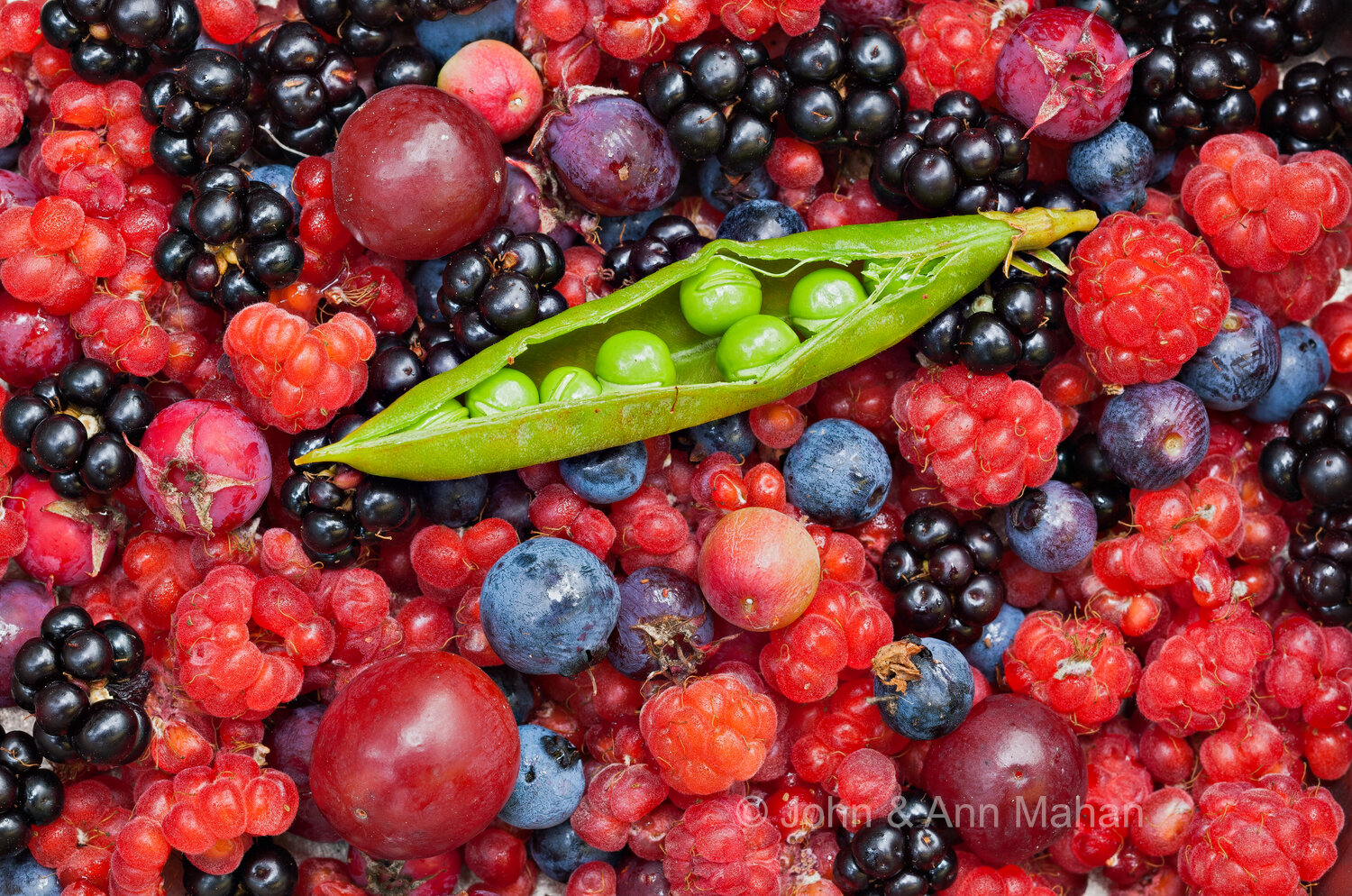 ID_5021C6_11 Wild Edibles picked on Stockton Island -- Cranberries_Blackberries_Beach Peas_Raspberries_Juneberries_Blueberries
