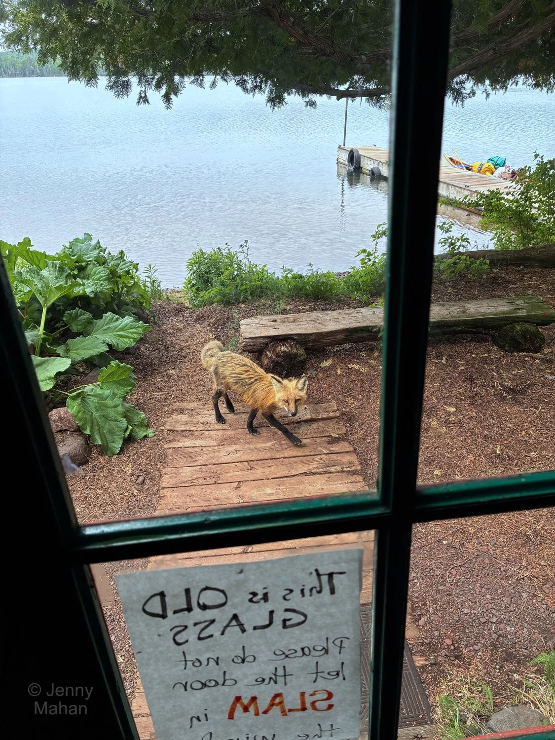 Red Fox outside Bangsund Cabin