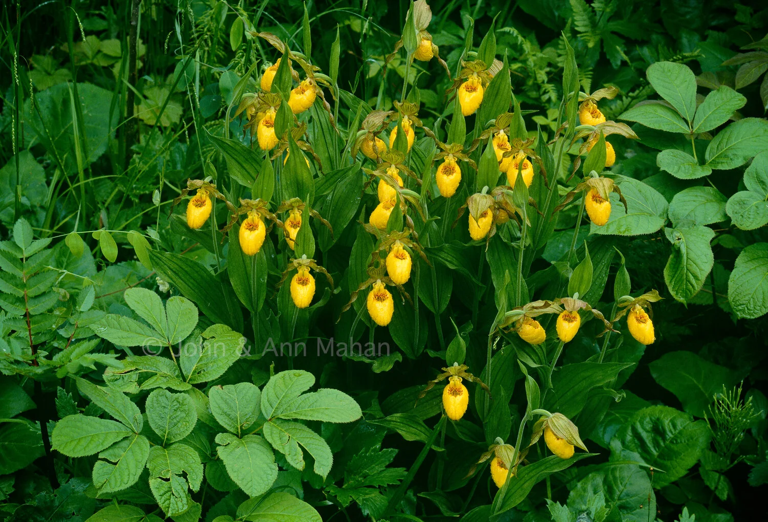 ID_1-7162C  Yellow Ladys Slipper Orchids -- Isle Royale