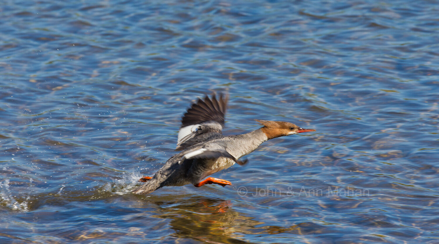 ID_4249C9_11   Merganser Taking Off at Isle Royale
