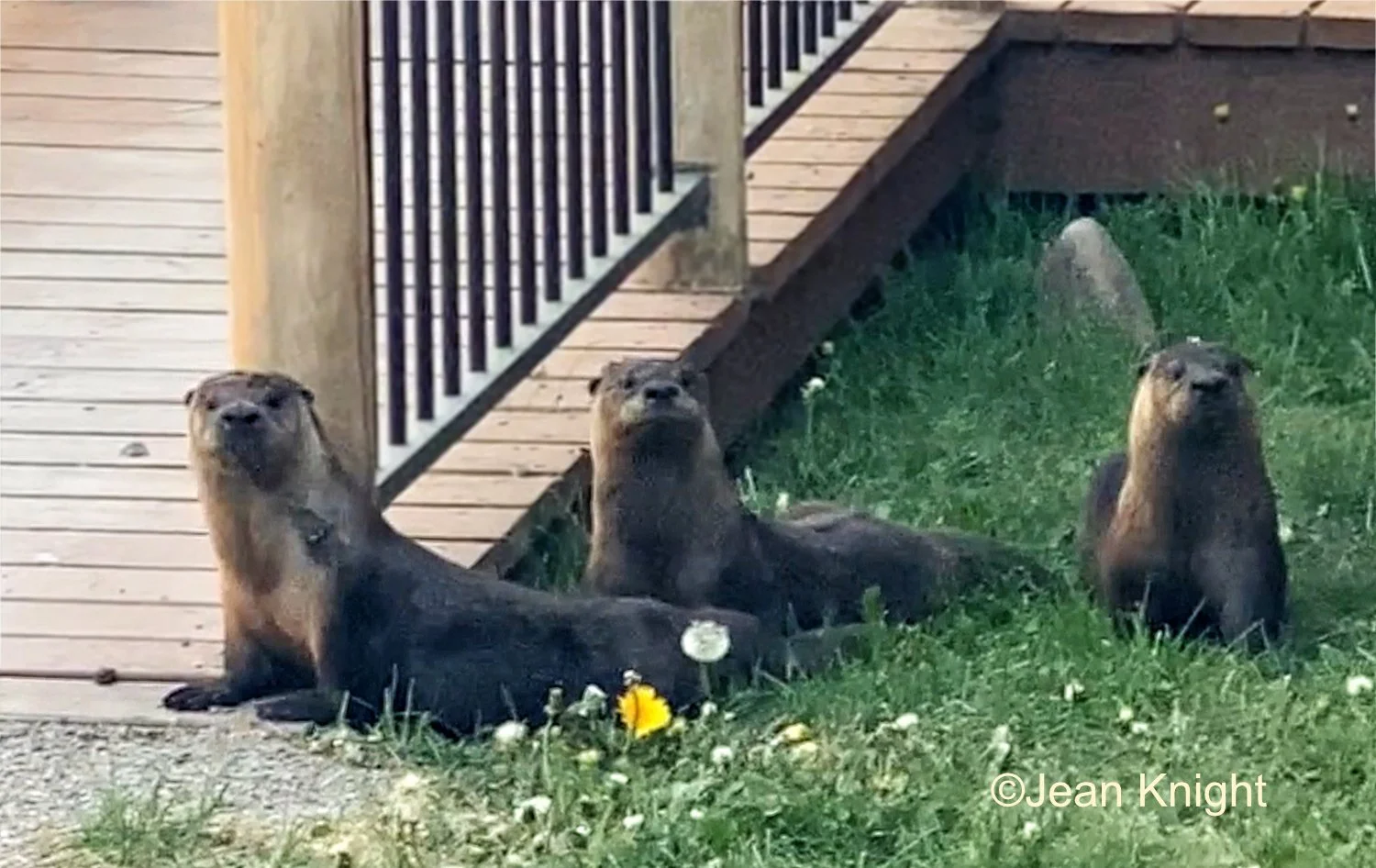 3 Otters by Restaurant Deck (photo by Jean Knight)