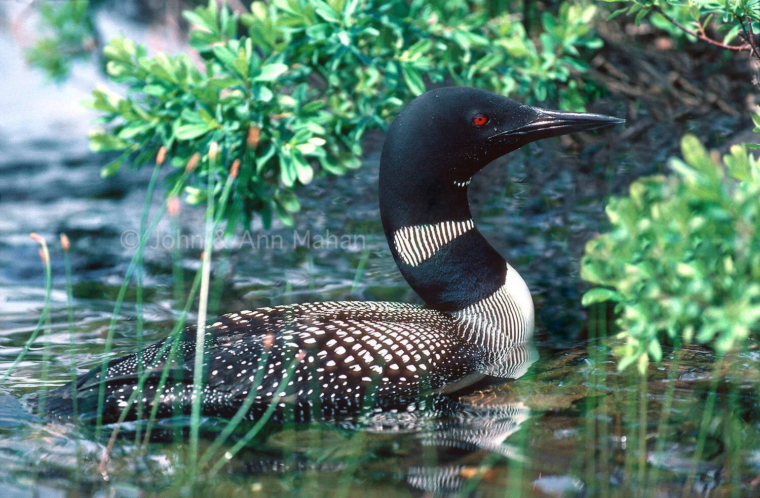 ID_15-1780C  Loon on Wood Lake -- Isle Royale