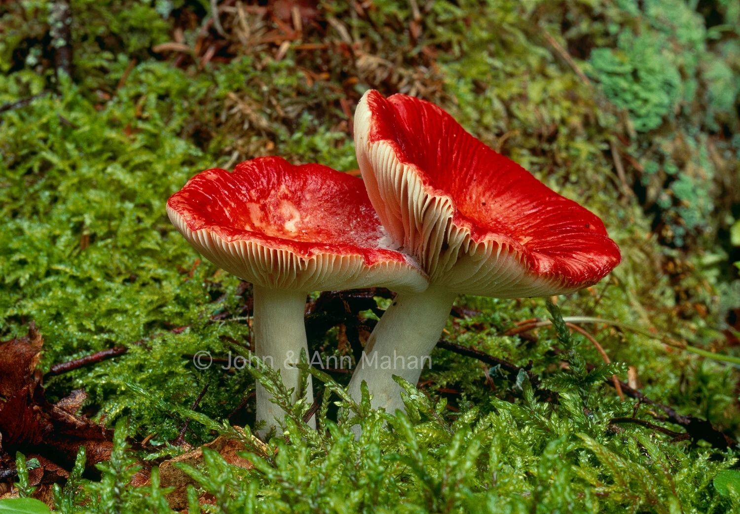 ID_31-5785C Russula Fungus on Slate Islands