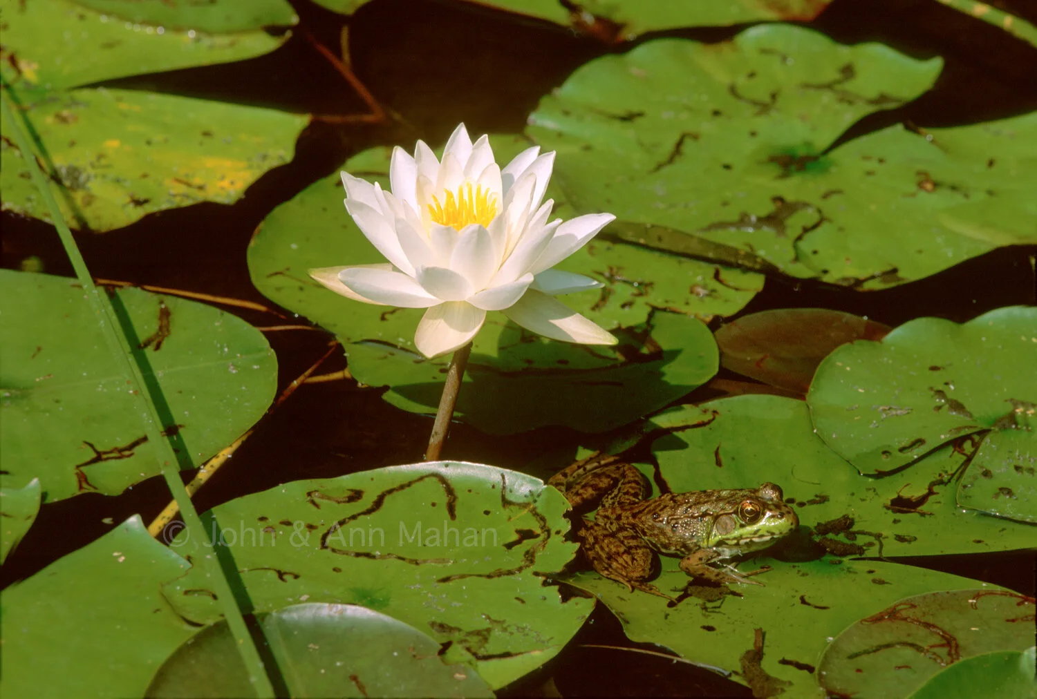 ID_10-4705C Frog on Water Lily Pad -- Northern Lower Michigan