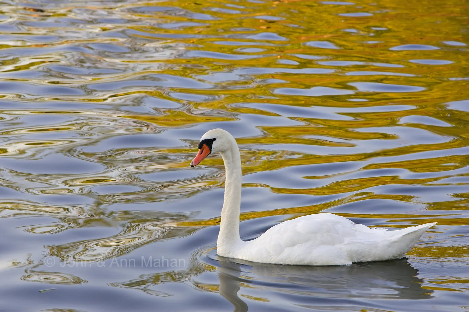 ID_5210C2_05  Mute Swan on Boardman River in Traverse City -- Lake Michigan