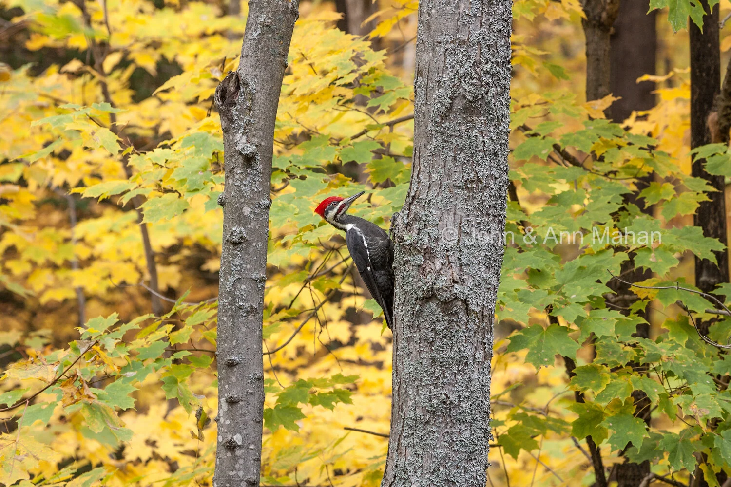 ID_0722C2_04X  Pileated Woodpecker in Northern Lower Michigan -- Autumn