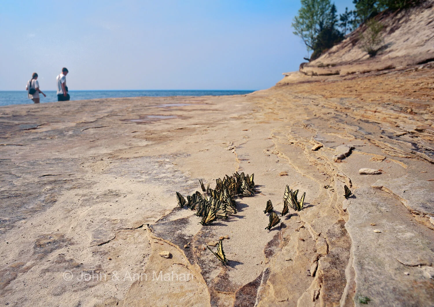 ID_22-6119B Group of Tiger Swallowtail Butterflies puddling on rocky shore at Pictured Rocks