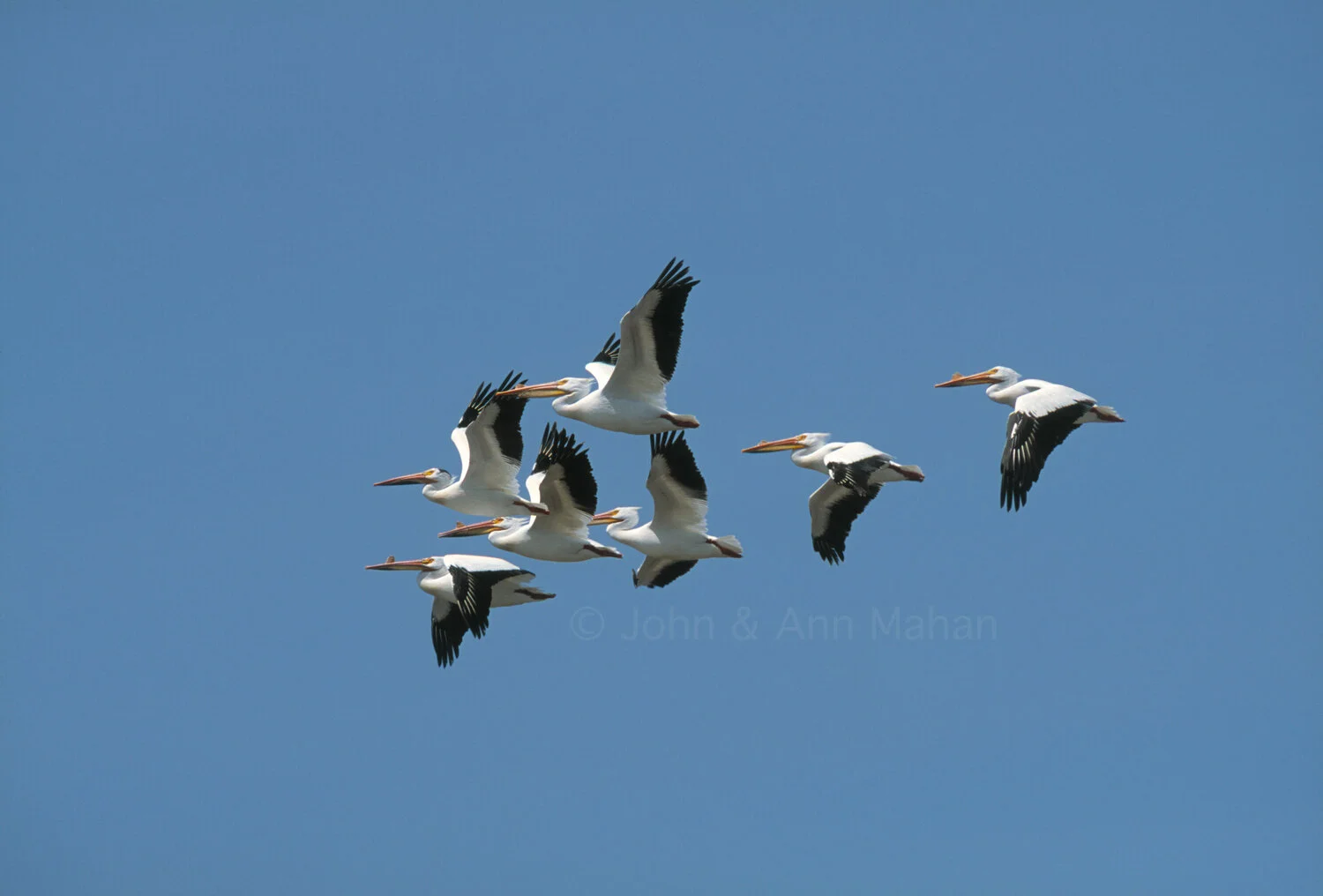 ID_35-7771C Pelican Pod in Flight at Cat Island