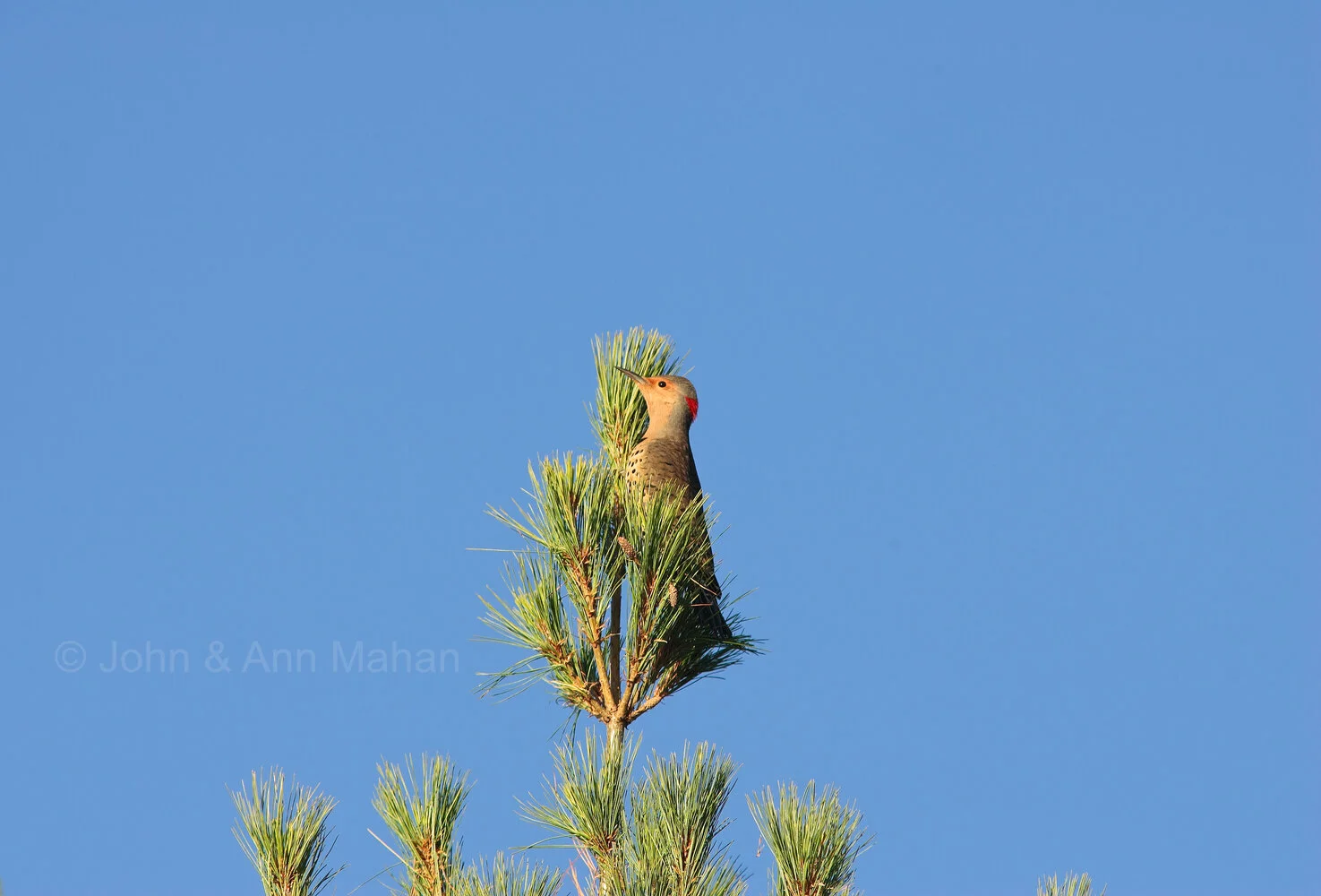 ID_8732C2_04  Flicker on Outer Island during fall migration -- Apostle Islands
