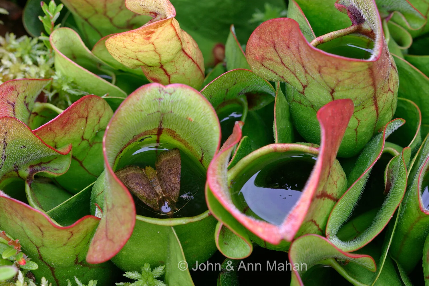 ID_7213C1_04  Moth trapped in carnivorous Pitcher Plant in a Stockton Island Bog -- Apostle Islands