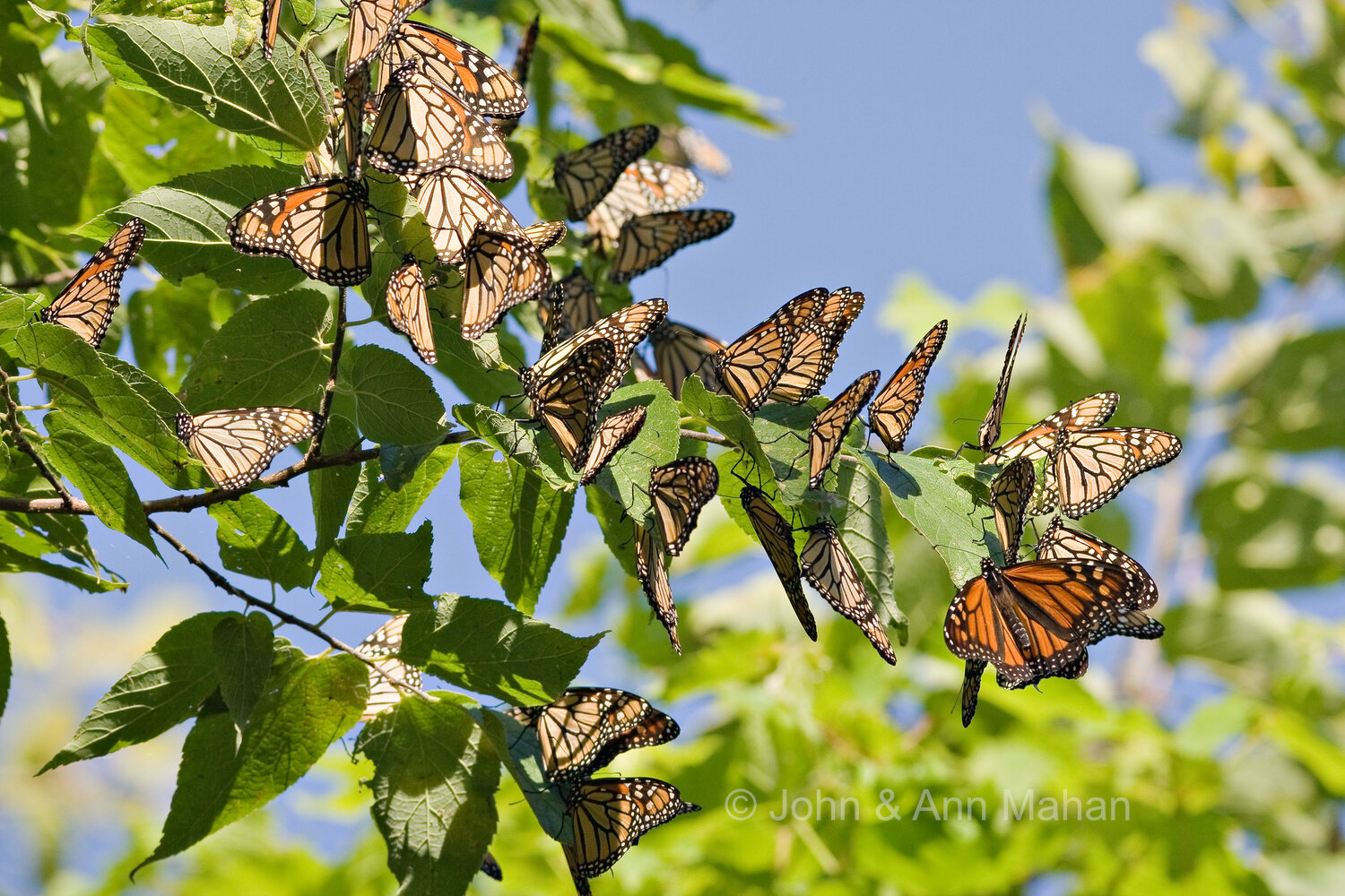 ID_9996C3_07   Monarchs gathering at Point Pelee in their fall migration -- Lake Erie