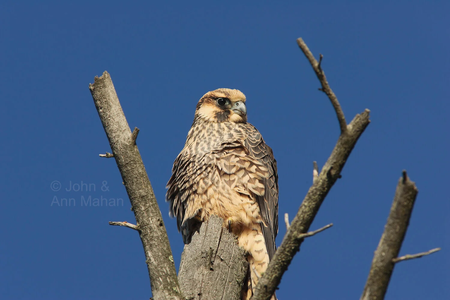 ID_8666C2_04  Hawk on Outer Island during fall migration -- Apostle Islands