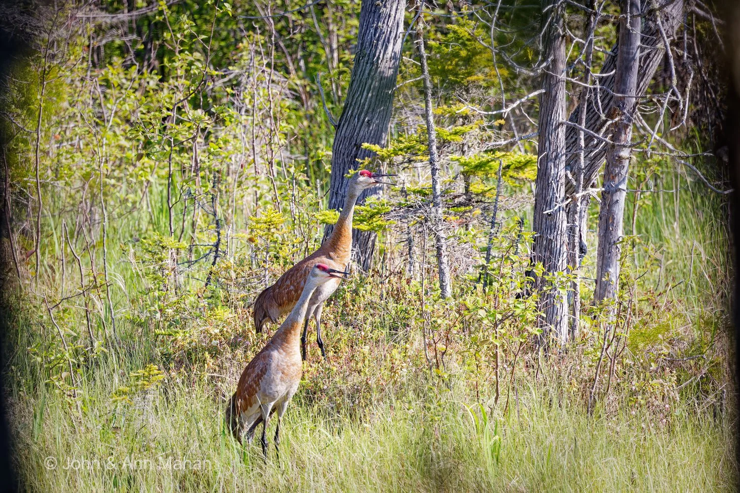 Scoville Point Hike -- Sandhill Cranes
