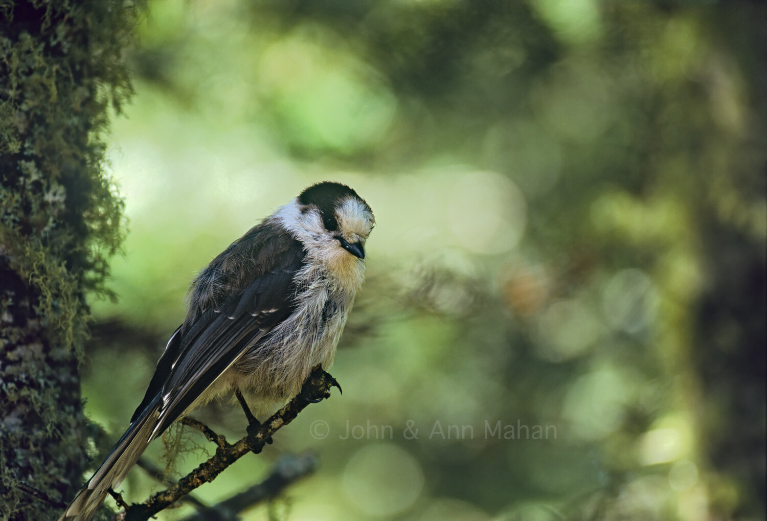 ID_35-5631C  Gray Jay -- Isle Royale