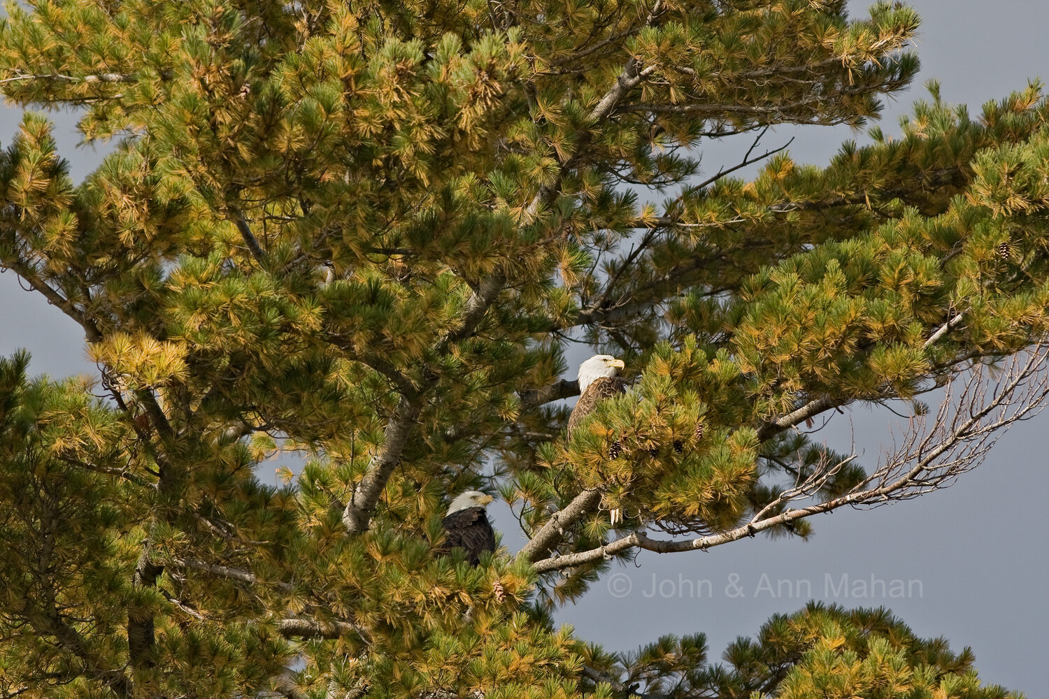 ID_1724C5_09X   Bald Eagles in a White Pine on Stockton Island -- Apostle Islands
