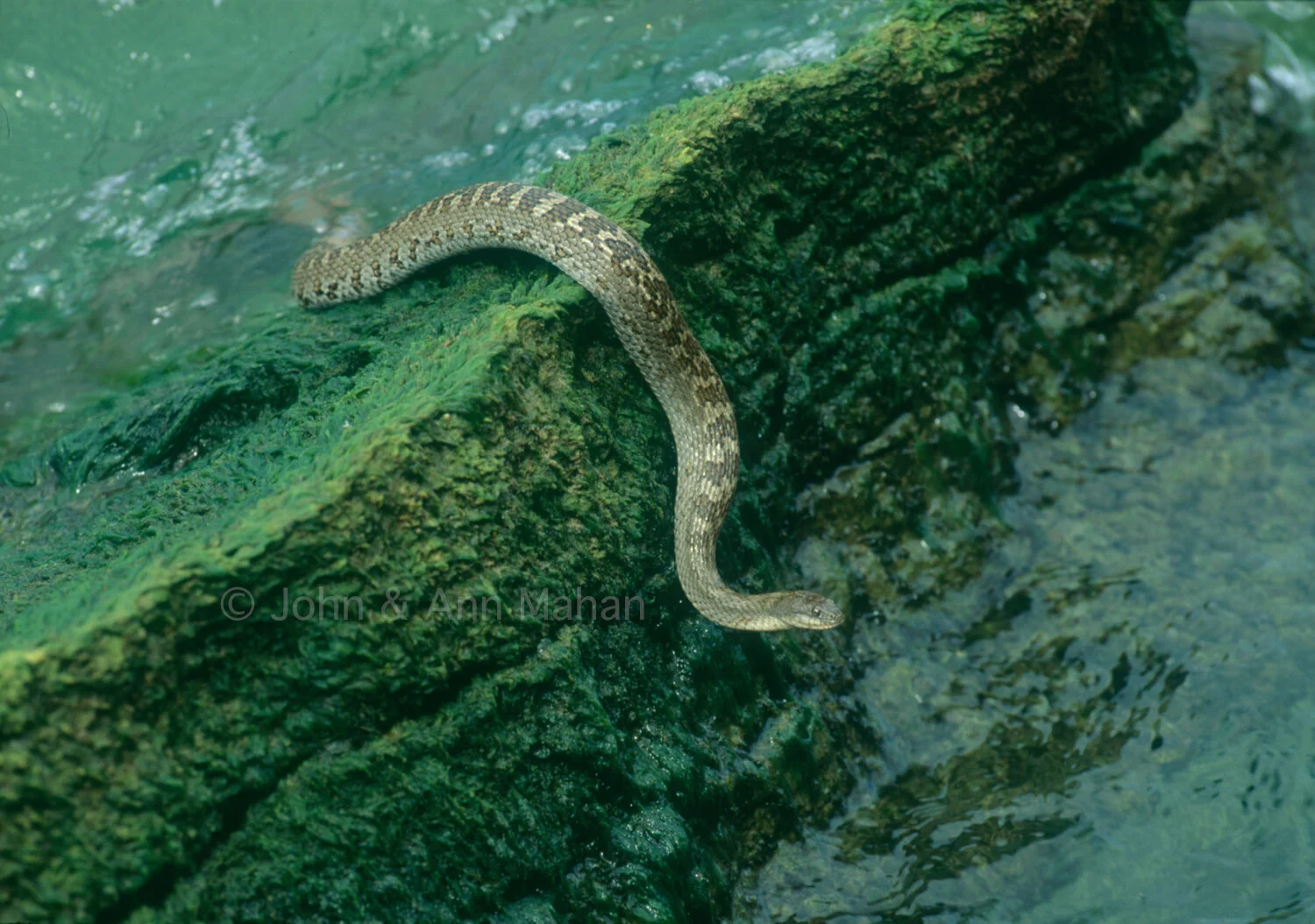 ID_25-4696C  Lake Erie Water Snake at Kelleys Island