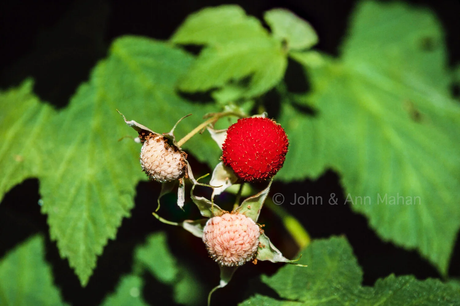 ID_8-2168C  Thimbleberry -- Isle Royale