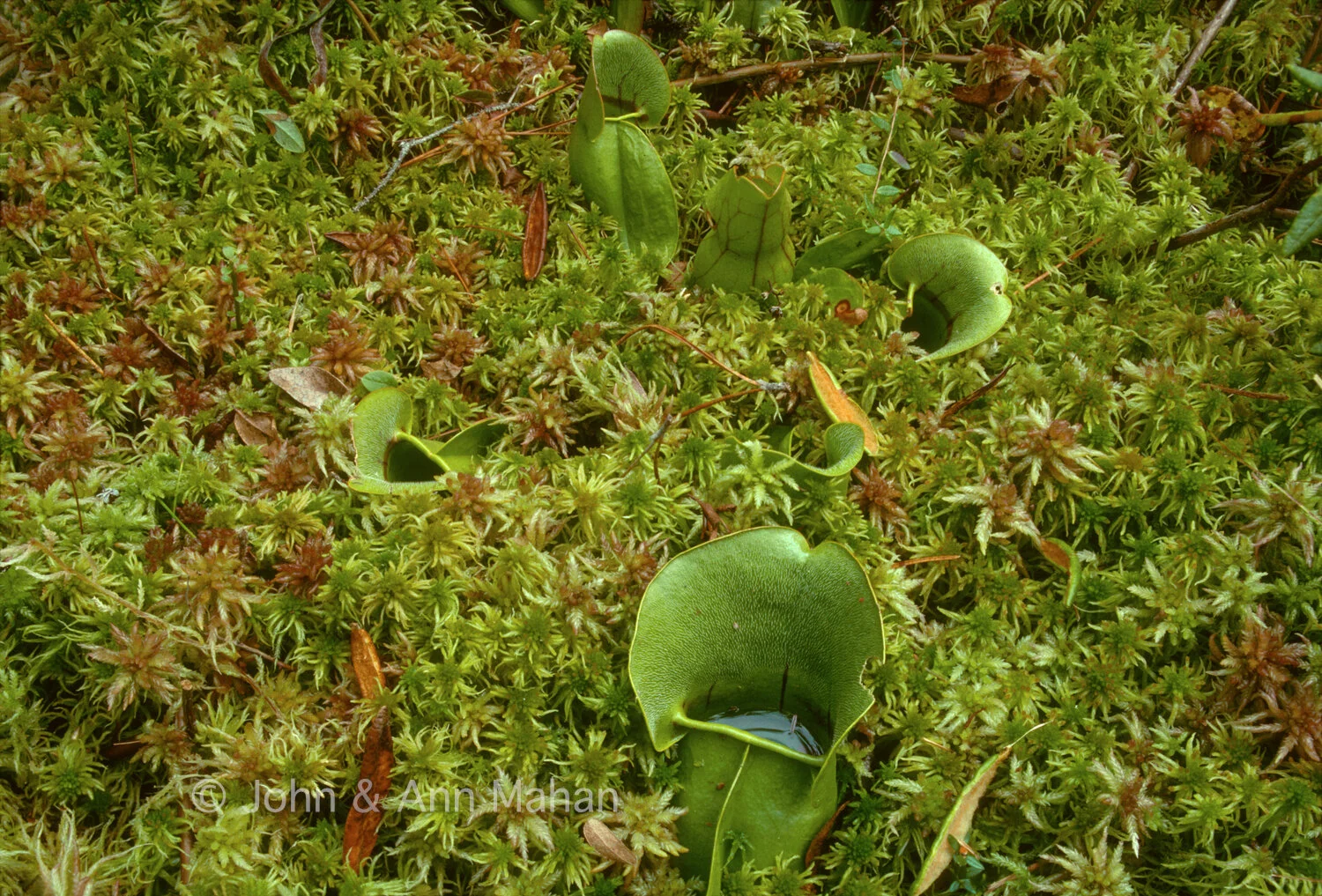ID_11-4349C   Pitcher Plants in a Wilderness State Park Bog
