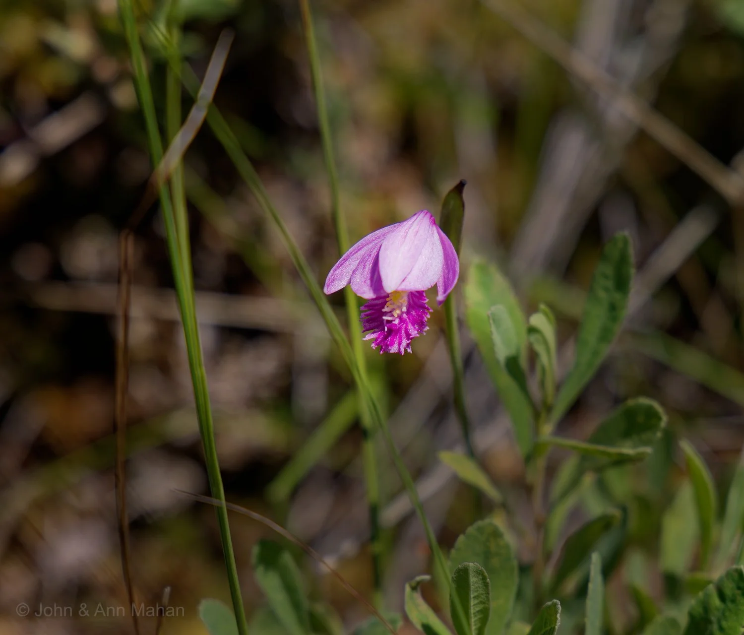 Stockton Island Tombolo Trail -- Rose Pogonia Bog Orchid